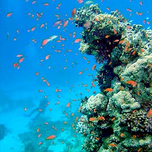 Карибским рифам угрожают водоросли-агрессоры