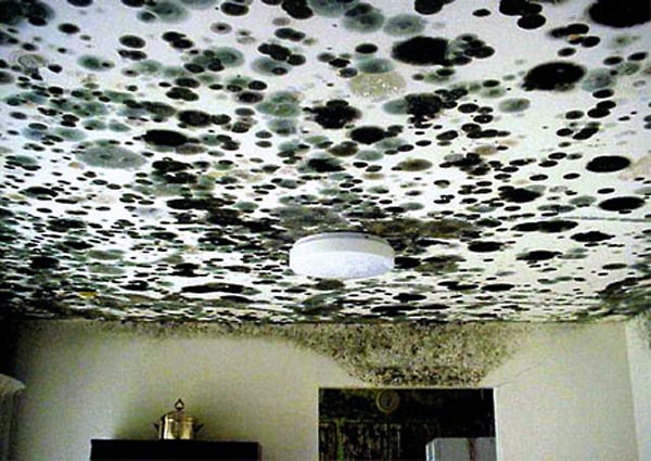 Плесневые грибы удивительно всеядны. Поэтому, если дать им волю, заражение жилища может оказаться катастрофическим. Фото: Terry Brennan из архива EPA.