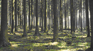 Фото из статьи Peter Högberg Environmental science: (Nitrogen impacts on forest carbon // Nature. 2007. V. 447. P. 781-782), сопровождающей публикацию обсуждаемой работы. Фото с сайта botanica/photolibrary.com