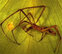 Предварительная идентификация пауков, собранных с сети, показала, что в ней обитают пауки 11 семейств. Вот самый многочисленный вид среди всех них — Tetragnatha guatemalensis (фото с сайта emporia.edu).