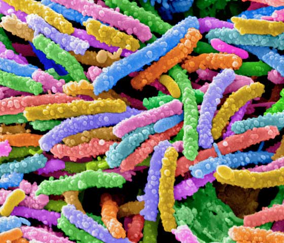 Бактерия Escherichia coli - Кишечной палочки