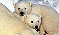 Две трети полярных медведей исчезнет к 2050 году