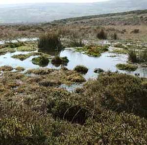 Древнее болото — ключ к тайнам климата