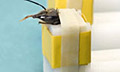 Пчела-детектор