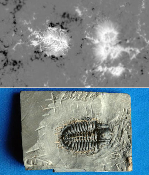 Вверху — снимок трилобита, замеченного добросовестными учёными на Солнце. Внизу — фотография окаменелого трилобита, твари из кембрийского периода. Сходство налицо (фото Hinode JAXA/NASA, Dan Dry, University of Chicago).