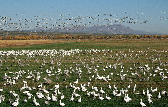 Перелетные птицы воспринимают магнитное поле Земли визуально
