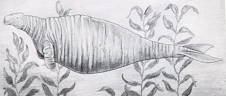 Морская корова Стеллера (Steller’s Sea Cow) (до 1768)