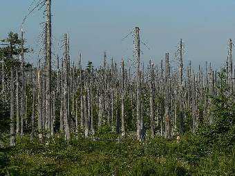 Лес, пострадавший от кислотных дождей. Изображение Wikimedia Commons.