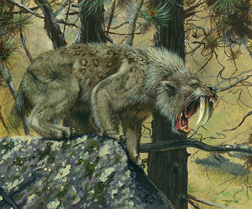 Smilodon fatalis жил в Северной Америке и части Южной Америки от 2,5 миллионов до 8 тысяч лет назад (иллюстрация wikipedia.org).