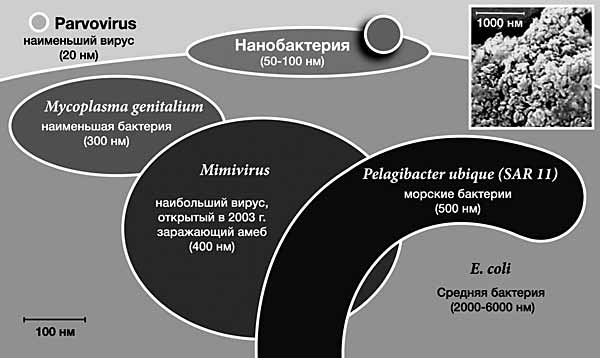 Сравнительные размеры мельчайших форм жизни на Земле. Именно в этой области проводит свои эксперименты Крейг Вентер.
Источник: Nanonewsnet.ru.