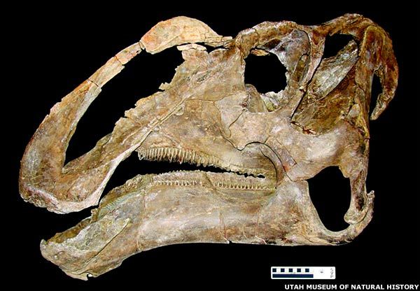 Динозавр-утка имел 800 зубов