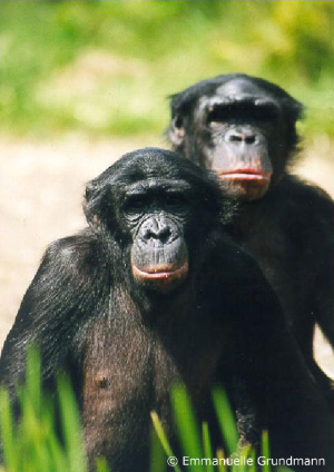 Бонобо (карликовые шимпанзе) часто используют секс в качестве средства для снятия стресса и напряженности в коллективе. Теперь понятно, что всё дело тут в окситоцине. Фото © Emmanuelle Grundmann с сайта homepage.mac.com.