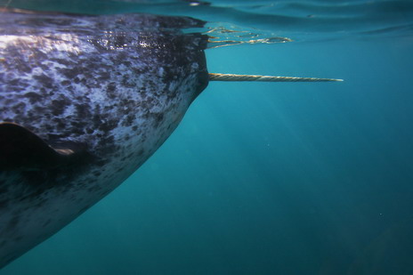 Нарвал в поисках пищи, поднимается на поверхность, чтоб отдышаться. Его бивень, фактически зуб, который растет по спирали из верхней губы в основном только у самцов. В редких случаях, у кита вырастает два бивня. Фотограф Пол Никлен.