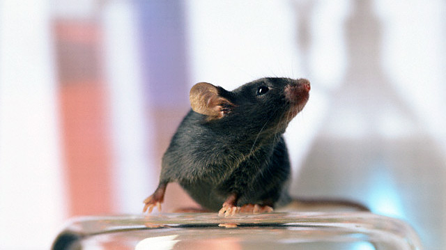 Японские ученые вывели мышей, которые не боятся кошек