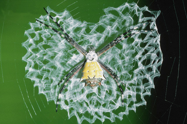 Украшенная паутина привлекает жертв и хищников