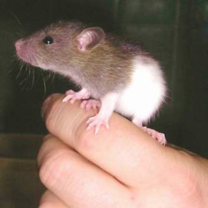 Эта мышка выглядит вполне здоровой. Но кто знает: возможно, ее здоровье — результат высокой устойчивости организма, а не отсутствия болезнетворных микробов в ее организме. Фото с сайта www.newzoo.ru