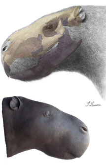 Josephoartigasia monesi. Изображение Royal Society/reconstruction (drawing and sculpture) by Gustavo Lecuona с сайта news.nationalgeographic.com