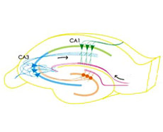 Схема нейронных связей гиппокампа мыши. Правой стрелкой показан сигнал, идущий от энторинальной коры (иллюстрация Toshi Nakashiba, MIT).