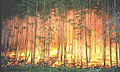 Частота возникновения лесных пожаров в Сибири связана с потеплением климата