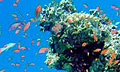 Карибским рифам угрожают водоросли-агрессоры