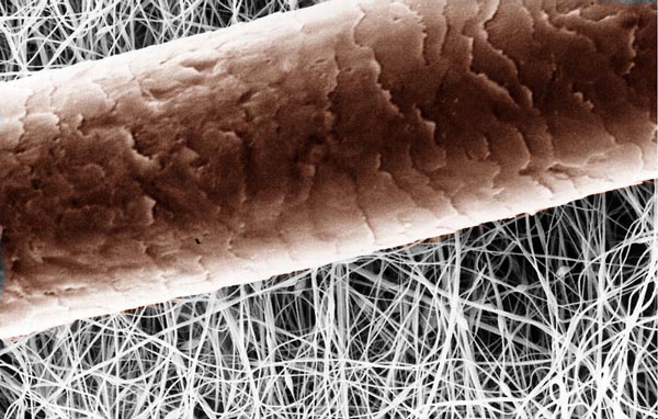 По сравнению с нановолокнами человеческий волос довольно громоздкое сооружение. Его уникальные свойства во многом определяются его внутренней структурой. Фото: Environmental Protection Agency