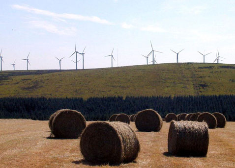 …И порой ветряные фермы теснят фермы обычные (фото с сайта bwea.com).