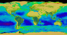 Результаты мониторинга земной поверхности спутником SeaWiFS. По двум отдельным шкалам в искусственных цветах показано распределение хлорофилла на суше (леса) и в океане (фитопланктон). Это пример того, как техника способна улавливать спектральные следы хлорофилла и даже определять его содержание на поверхности планеты (иллюстрация SeaWiFS Project, NASA/Goddard Space Flight Center, ORBIMAGE).