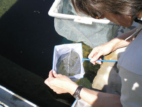 Время от времени карпозубиков извлекают из среды обитания и небольшими партиями развозят по США в надежде, что рыбы приживутся где-то ещё (фото Nevada Fish and Wildlife Office).