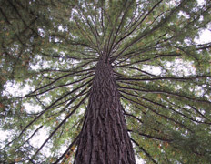 Далеко не самое высокое в мире дерево, но секвойя того же, чемпионского вида Sequoia sempervirens во Франции (фото с сайта pinetum.org).