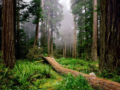 Национальный парк Редвуд вообще – живописное местечко (фото с сайта npca.org).