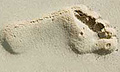 В египетском оазисе нашли древнейший отпечаток ступни