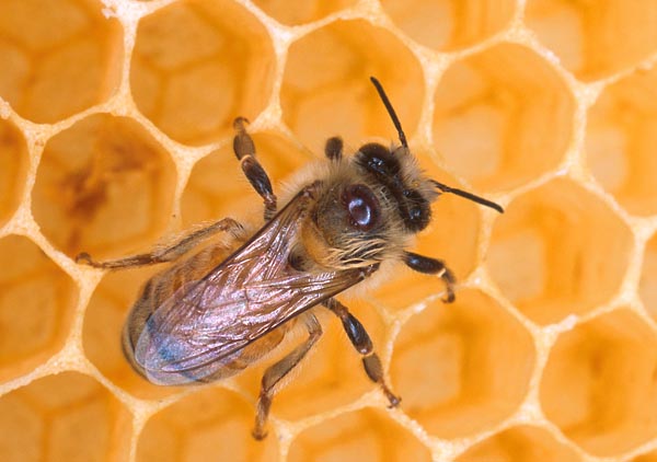 Жизнь пчелы подвержена множеству опасностей, например со стороны разнообразных паразитов. Клещ варроа, паразитирующий на теле насекомого, по размеру вполне сопоставим с его головой. Фото: USDA