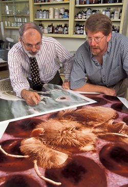 Цитолог Уильям Верджин (слева) и энтомолог Джеффри Петтис рассматривают сильно увеличенную фотографию клеща варроа. Их задача — найти способ спасти одних насекомых от паразитизма других. Фото: Scott Bauer/ARS/USDA