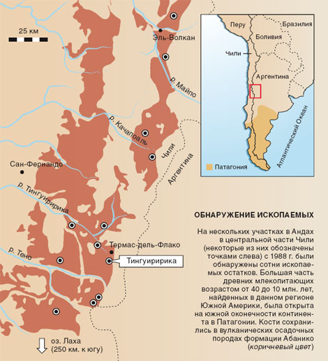 На нескольких участках в Андах в центральной части Чили (некоторые из них обозначены точками слева) с 1988 г. были обнаружены сотни ископаемых остатков. Большая часть древних млекопитающих возрастом от 40 до 10 млн. лет, найденных в данном регионе Южной Америки, была открыта на южной оконечности континента в Патагонии. Кости сохранились в вулканических осадочных породах формации Абанико (коричневый цвет).