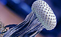 Генетики создали 12-головую медузу