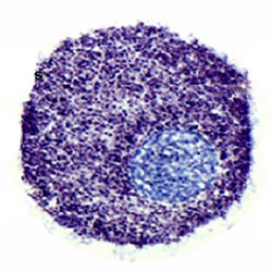 Тучные клетки играют довольно важную роль в энергетическом обмене человека. Однако когда на IgE-рецепторы на их поверхности садятся IgE-антитела, выделяется гистамин, сильные протеолитические ферменты и гепарин (обозначены голубыми пятнышками). Именно они «запускают» аллергическую реакцию организма.