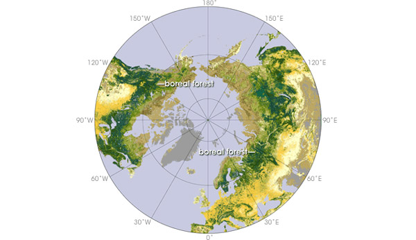 Схема расположения бореальных лесов в Евразии и Северной Америке С сайта eobglossary.gsfc.nasa