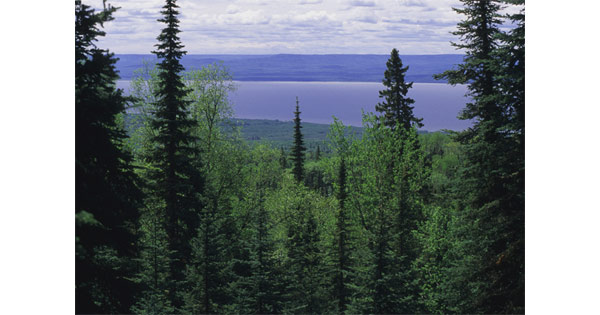 Бореальные леса, Канада, провинция Альберта. Фотография с сайта www.paradisebirding.com