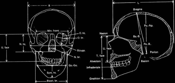 Система стандартных промеров черепа. Рис. с сайта www.snpa.nordish.net.