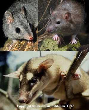 Три представителя мелких млекопитающих, данные по которым использованы в обсуждаемой работе. По массе тела они наиболее близки к среднему значению для этой группы (275 г). Вверху слева: тафа, или австралийская сумчатая крыса (Phascogale tapoatafa), фото с сайта www.ernmphotography.com, © ERN MAINKA; вверху справа: обыкновенная серая крыса (Rattus norvegicus), фото с сайта www.biopix.eu, © Biopix.dk: JC Schou. Внизу: буролицый опоссум (Metachirus nudicaudatus), фото с сайта www.terrambiente.org, © Smithsonian Institution.