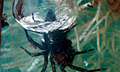 Водяные пауки плетут себе акваланги