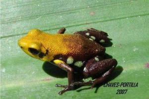 Золотая лягушка Супата: неизвестный науке вид