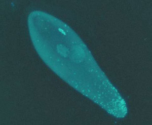 Яйцо осы Trichogramma kaykai с множеством бактерий Wolbachia (ярко окрашенные точки). Вольбахии концентрируются в удлиненном кончике яйца, из которого впоследствии разовьются органы размножения осы. Бактерии попадут в репродуктивные органы, затем — в яйцеклетки, обеспечив себе гарантированный переход в следующее поколение насекомых-хозяев. Фото с сайта www.nsf.gov