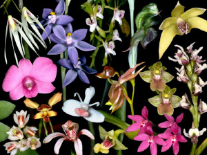 Орхидные — самое разнообразное семейство растений на Земле (коллаж с сайта www.anbg.gov.au)