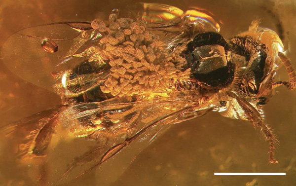 Общий вид уникальной находки: ископаемая пчела Proplebeia dominicana с прикрепленным к ее груди поллинарием ископаемой орхидеи Meliorchis caribea. Фото из обсуждаемой статьи в Nature.