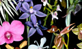 Ископаемая орхидея доказала древность семейства орхидных