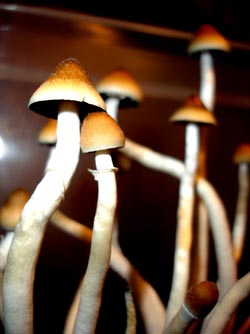 Галлюциноген псилоцибин играет важную роль во многих мексиканских ритуалах. Как правило, его добывают из грибов псилоцибия. Фото (Creative Commons license): Dr. Brainfish.