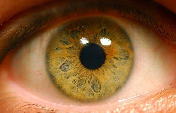 В Японии создана искусственная сетчатка глаза