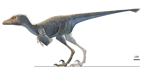 Реконструкция Mahakala omnogovae. Новый динозавр обладал целым рядом черт птиц. При этом он, однако, не стал их прародителем (иллюстрация Frank Ippolito).