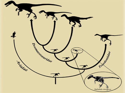 Место Mahakala omnogovae среди родственных видов (иллюстрация Alan Turner).